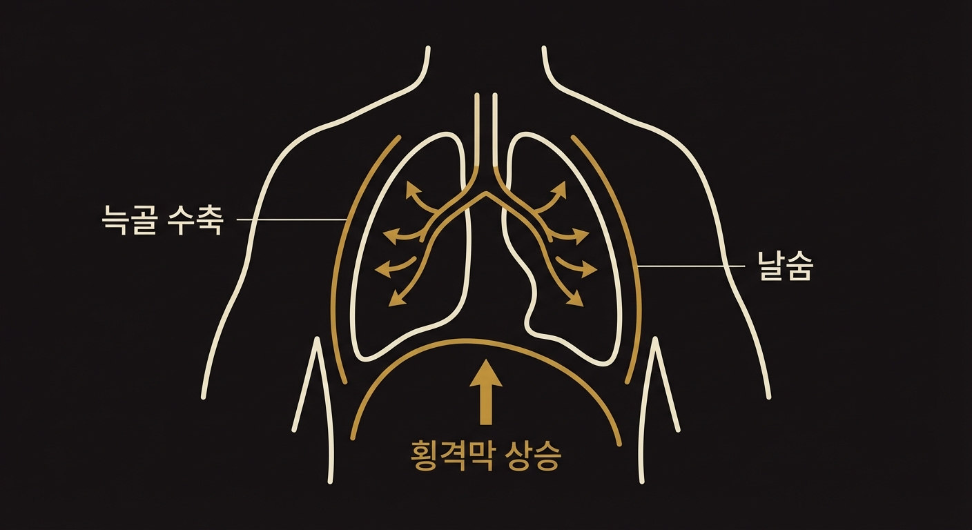 날숨 시: 횡격막은 상승하고 늑골은 수축함